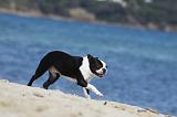 BOSTON TERRIER 296